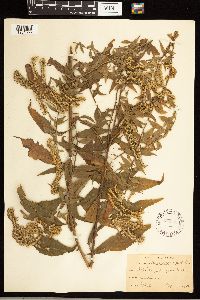 Solidago rugosa image