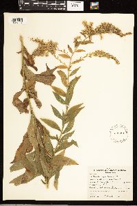 Solidago rugosa image