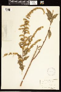 Solidago rugosa image