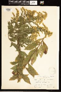 Solidago rugosa image