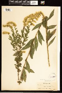 Solidago rugosa image