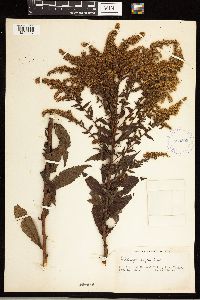 Solidago rugosa image