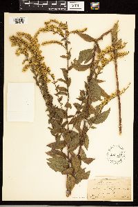 Solidago rugosa image