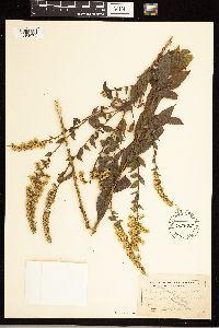 Solidago rugosa image