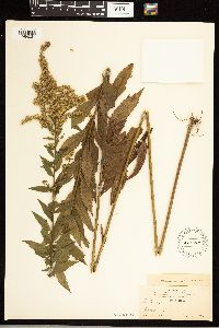 Solidago rugosa image