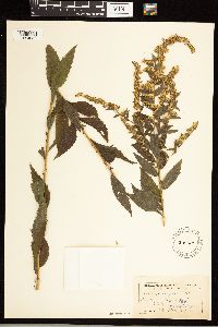 Solidago rugosa image