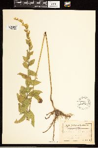 Solidago rugosa image