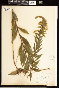 Solidago rugosa image