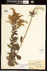 Solidago rugosa image