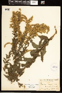 Solidago rugosa image