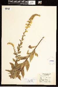 Solidago rugosa image