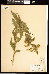 Solidago rugosa image