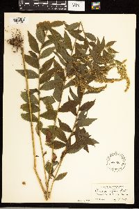 Solidago rugosa image