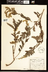 Solidago rugosa image