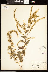 Solidago rugosa image