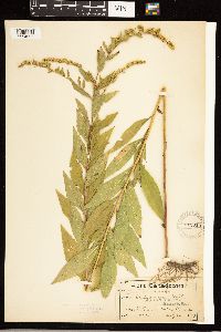 Solidago rugosa image