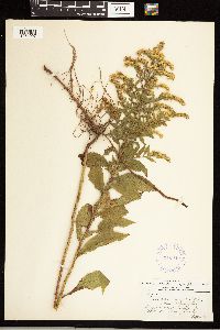 Solidago rugosa image