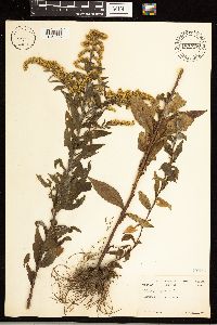 Solidago rugosa image