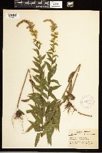 Solidago rugosa image