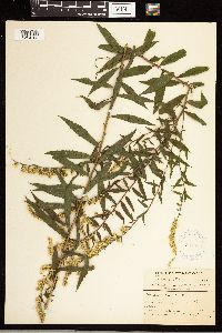 Solidago rugosa image