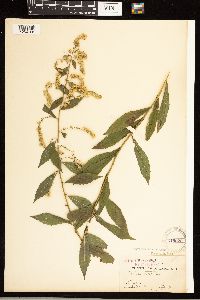 Solidago rugosa image