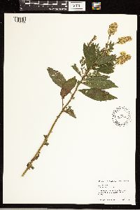 Solidago rugosa image