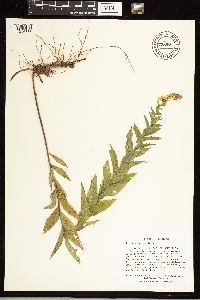 Solidago rugosa image