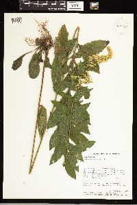 Solidago rugosa image