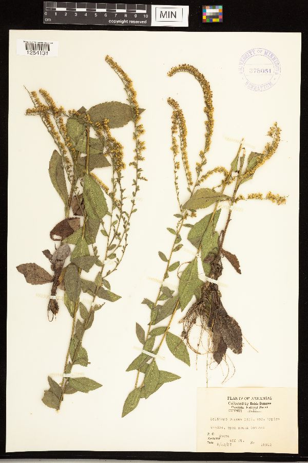 Solidago rugosa var. rugosa image