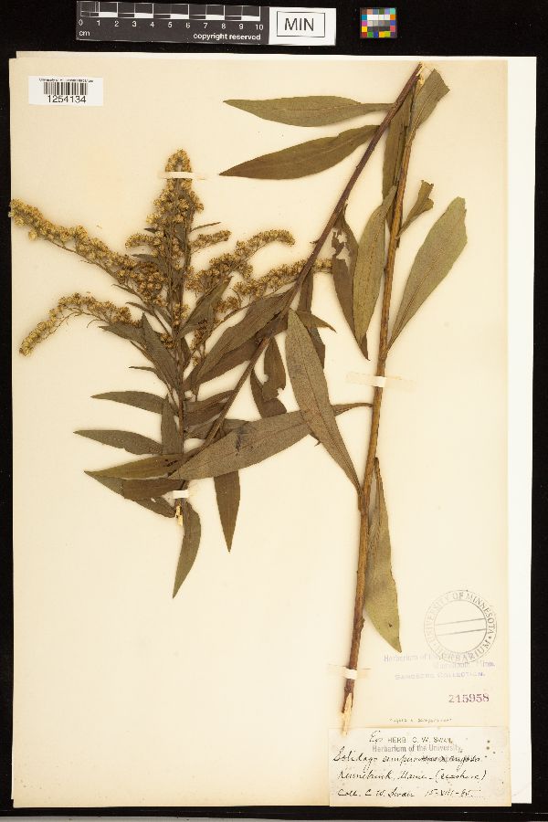 Solidago rugosa x sempervirens image