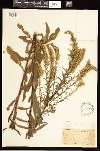 Solidago rugosa x sempervirens image