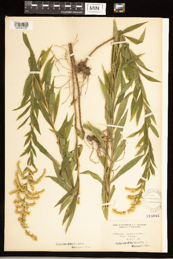 Solidago rupestris image