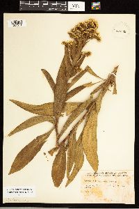 Solidago sempervirens image