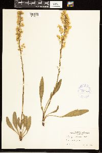 Solidago sempervirens subsp. mexicana image