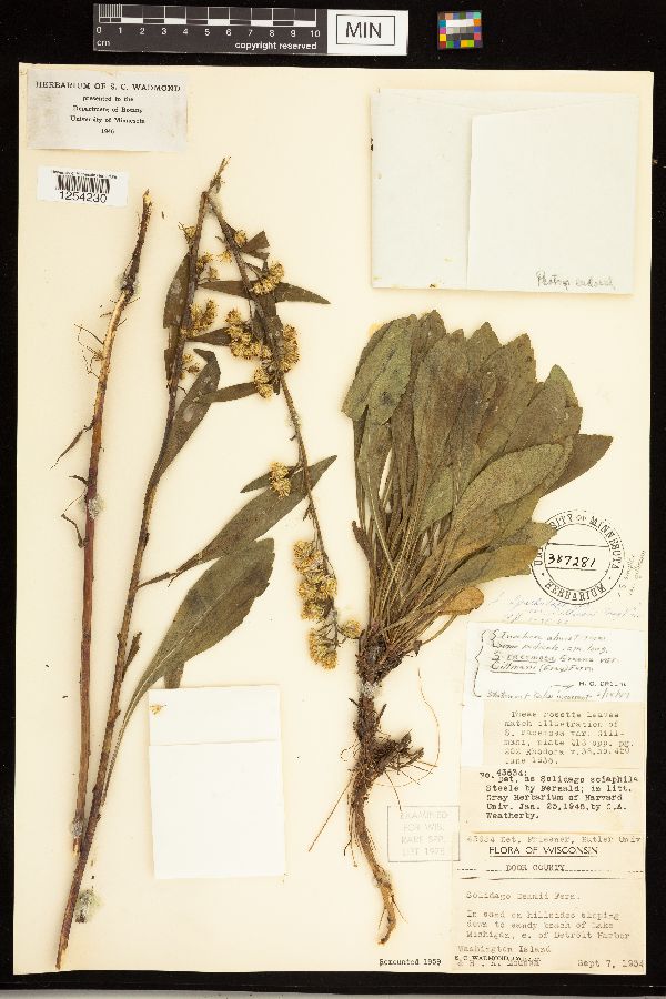 Solidago simplex var. gillmanii image