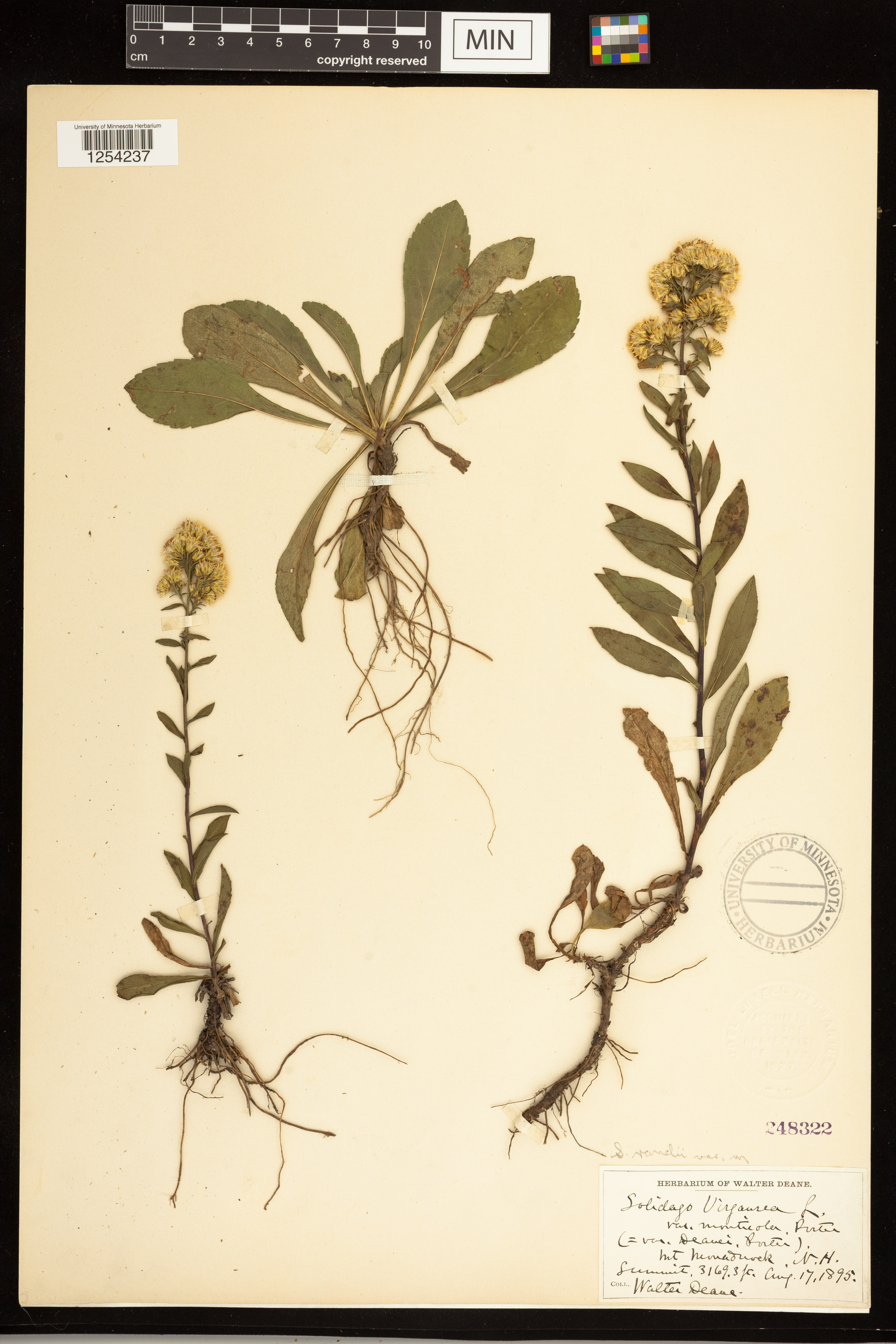 Solidago simplex var. monticola image