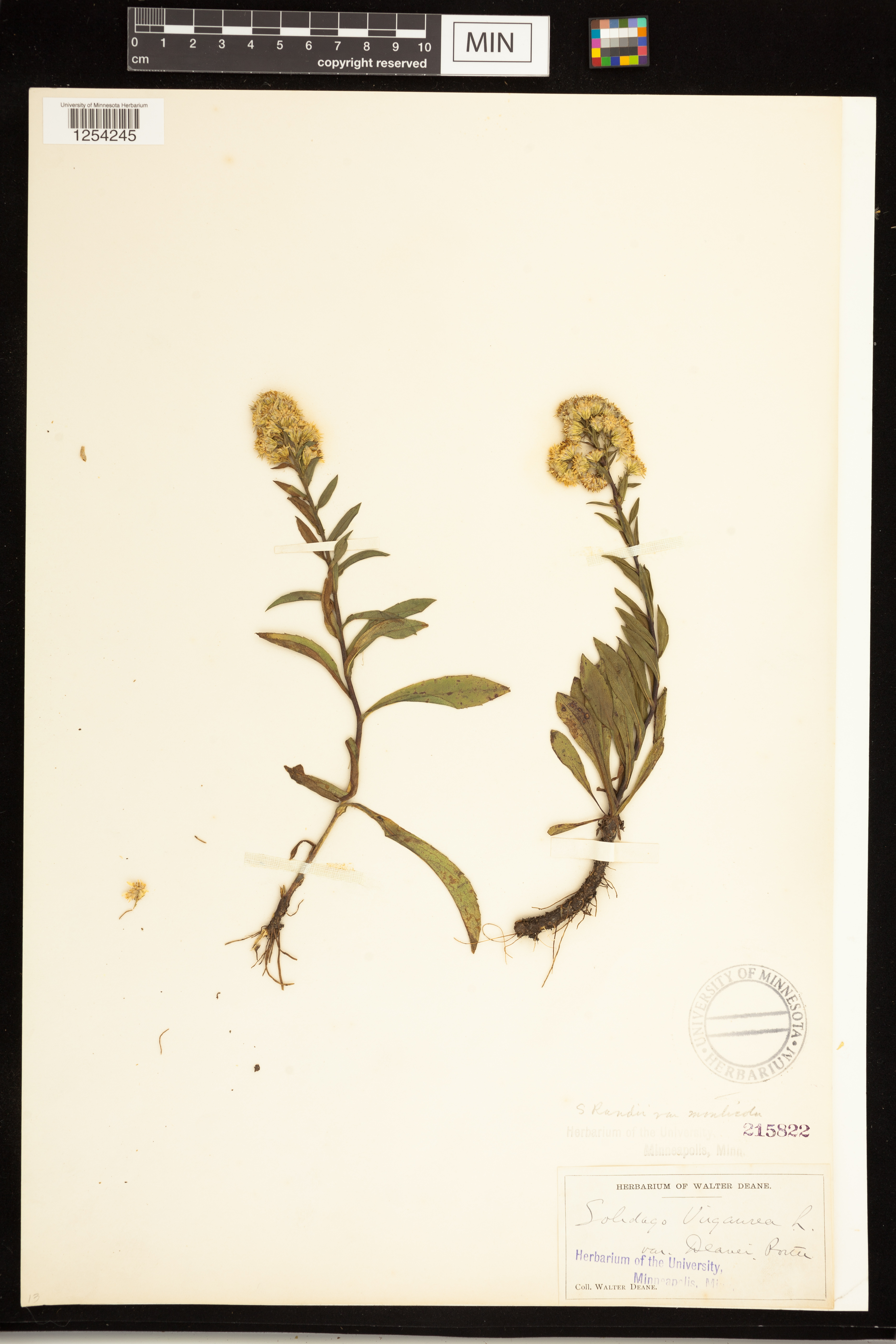 Solidago simplex var. monticola image