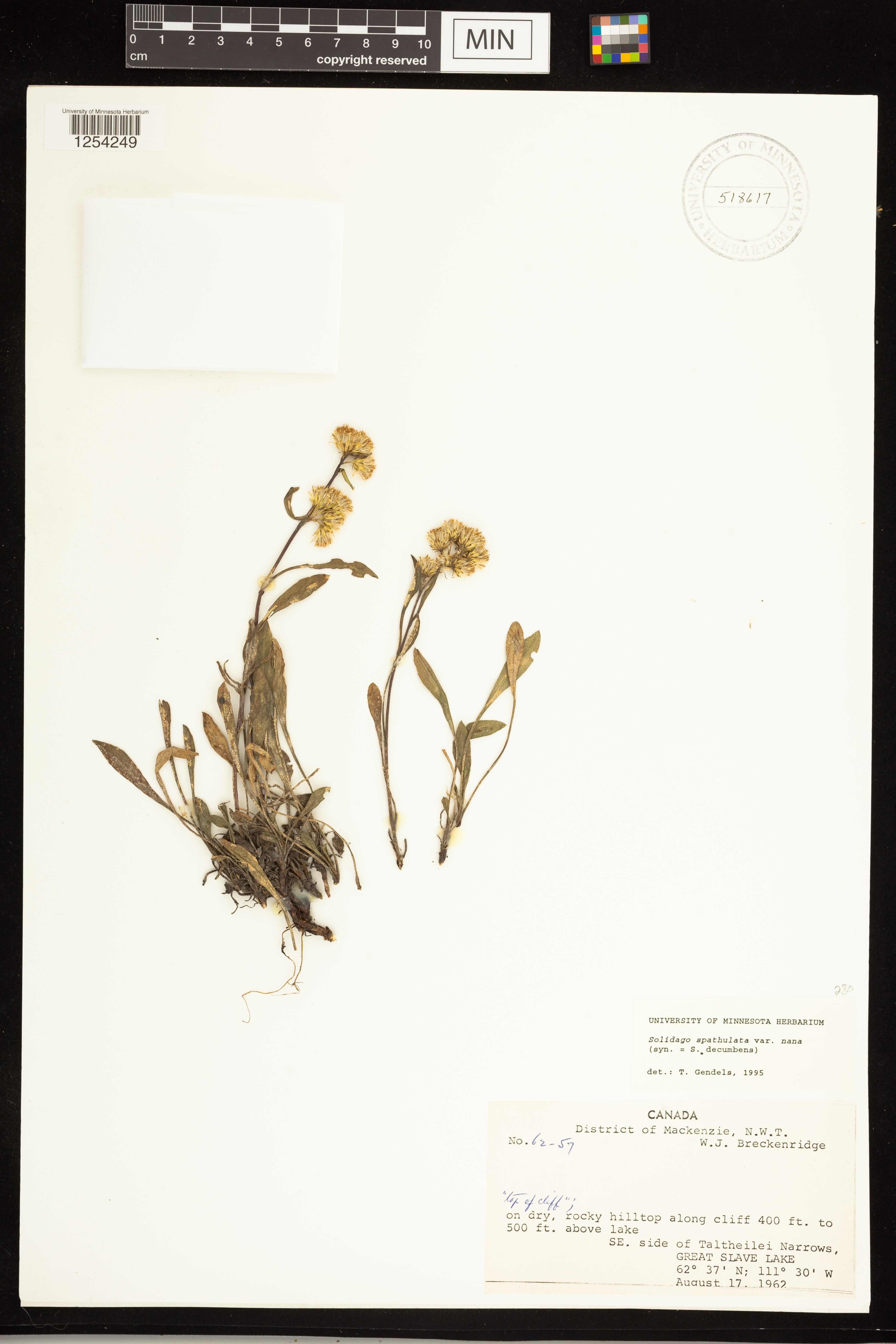 Solidago simplex var. nana image