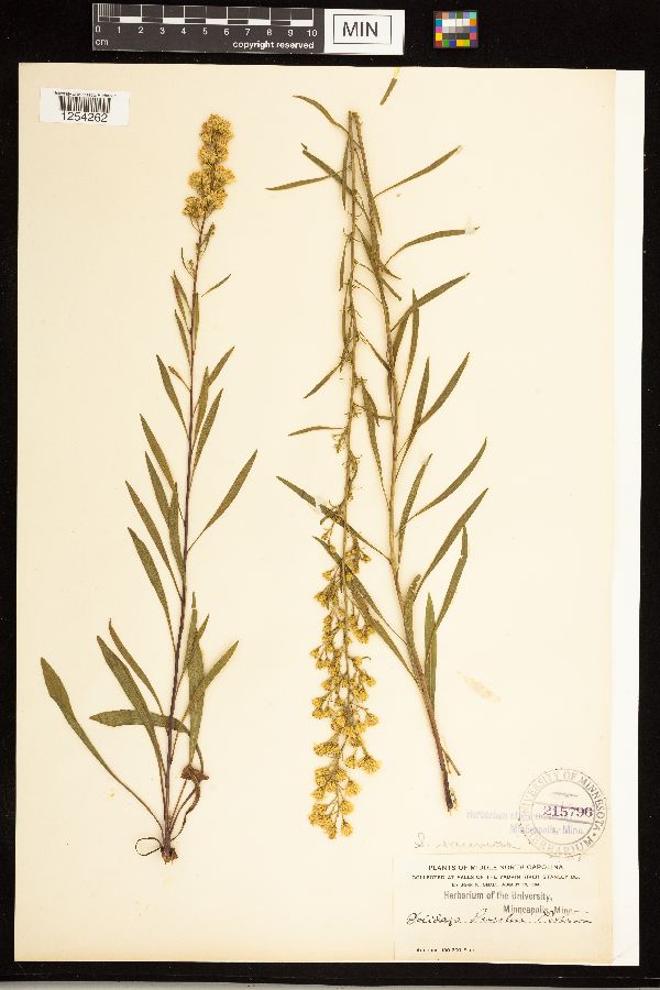 Solidago simplex var. racemosa image