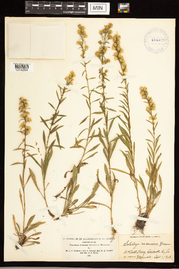 Solidago simplex image