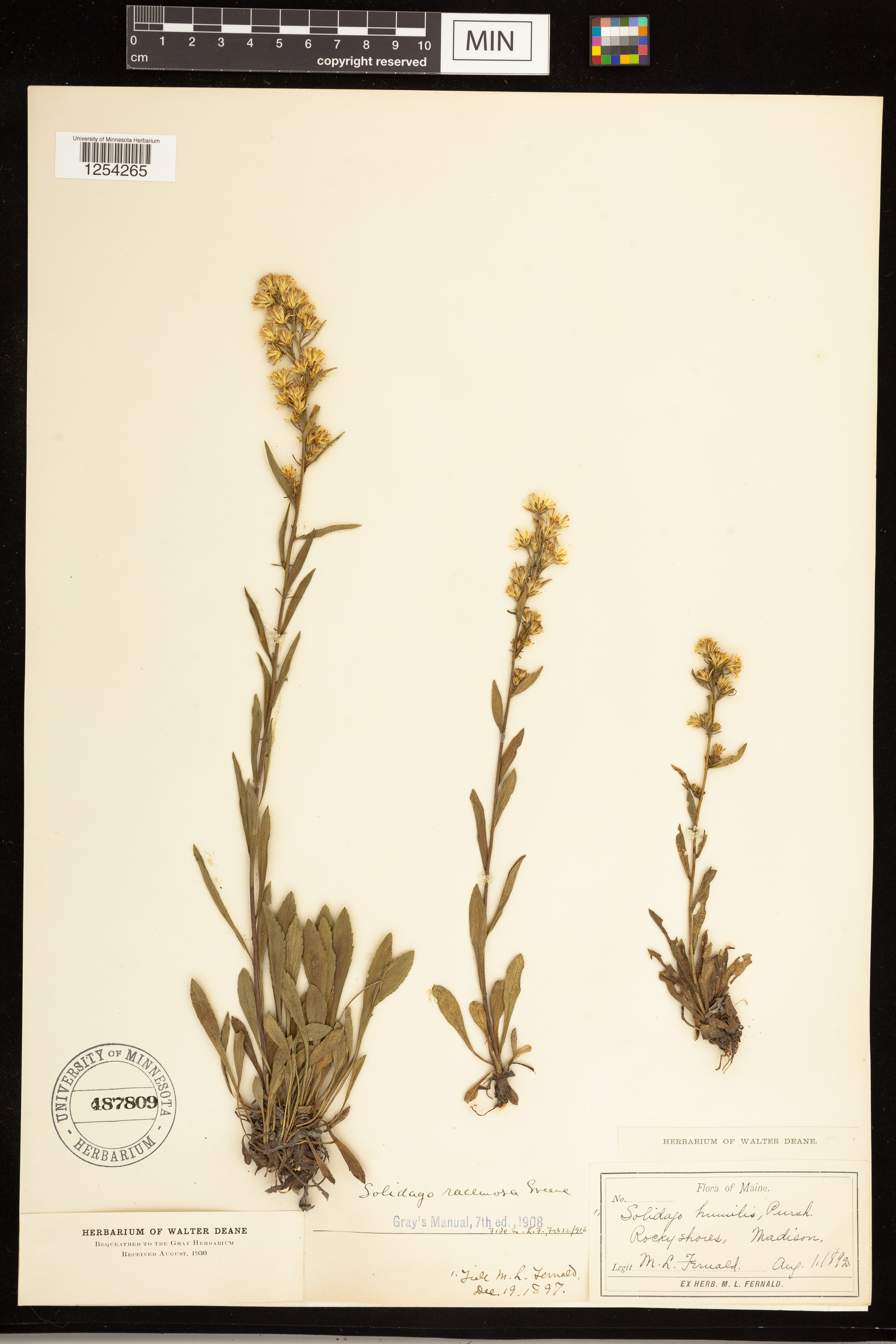 Solidago simplex var. racemosa image