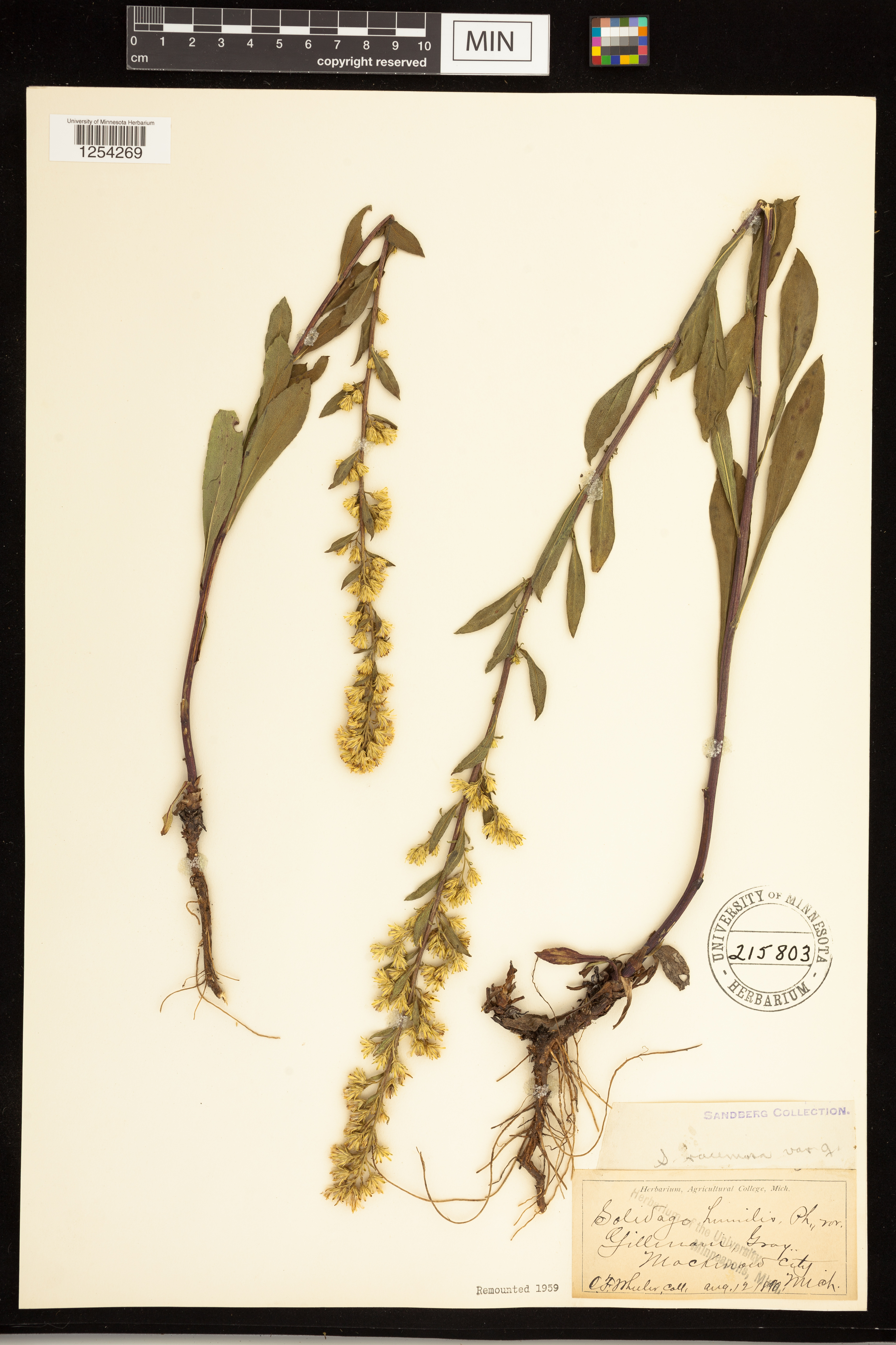 Solidago simplex var. racemosa image