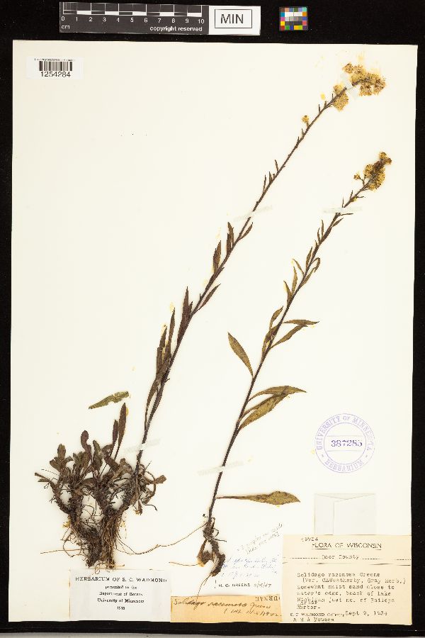 Solidago simplex var. randii image