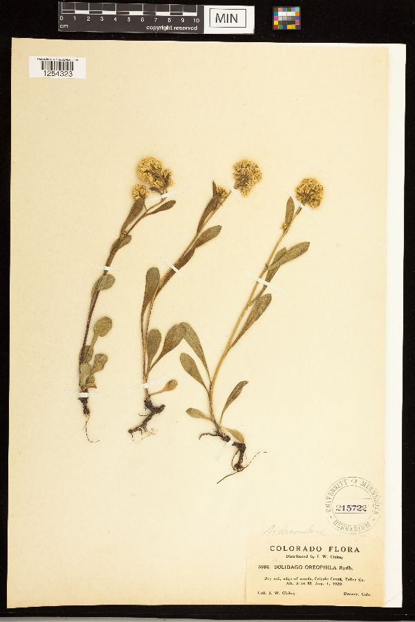 Solidago simplex var. simplex image