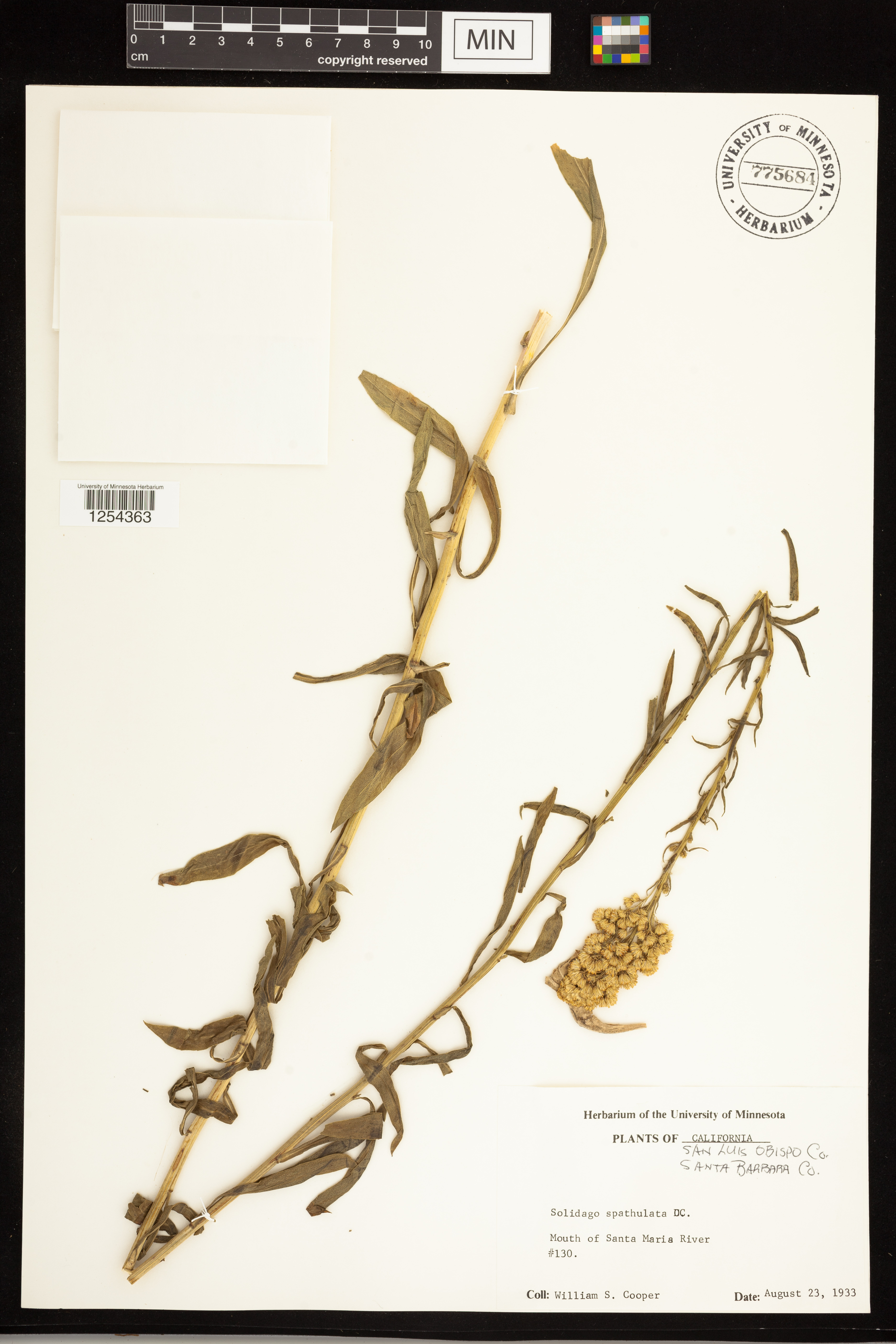 Solidago spathulata image