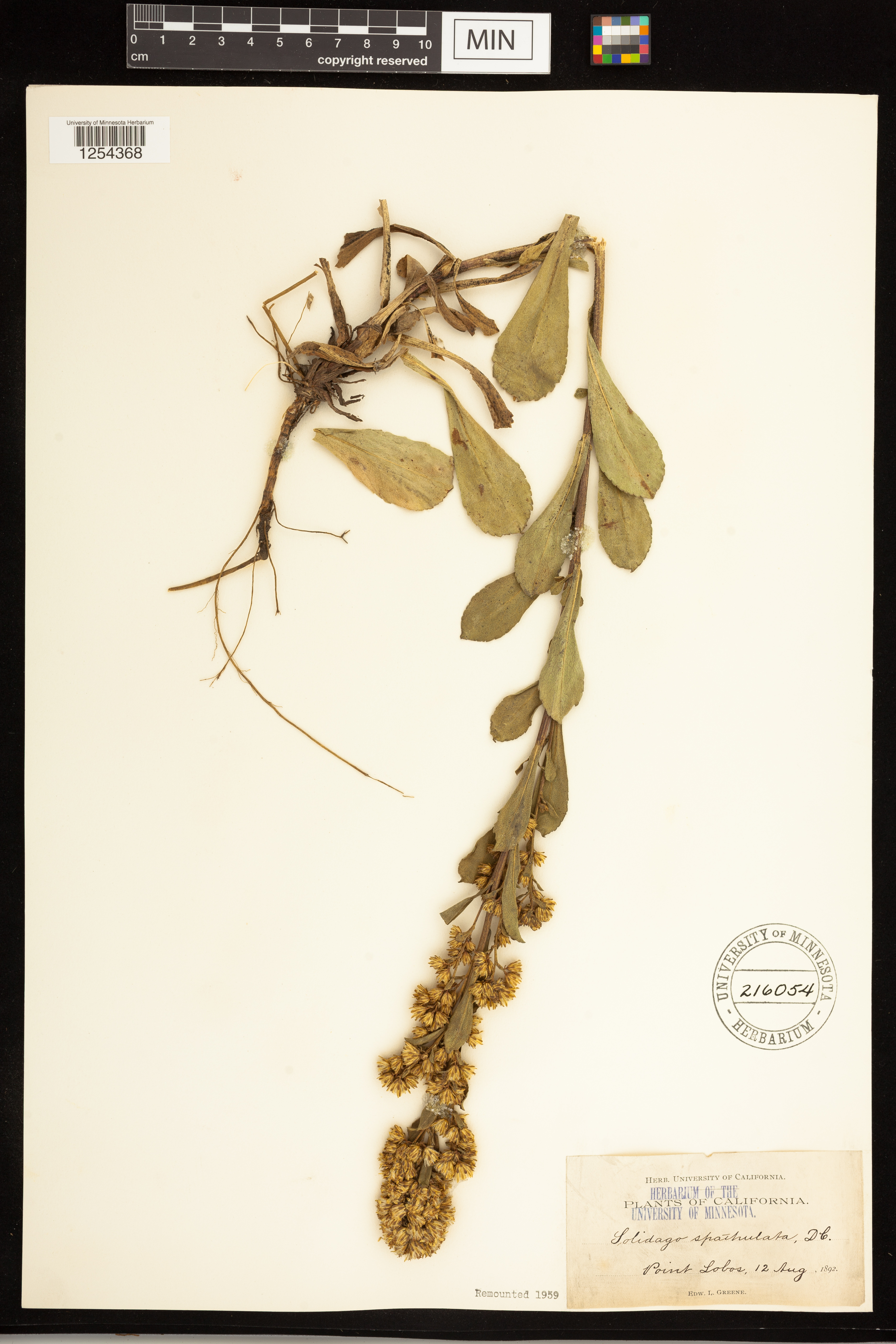 Solidago spathulata image