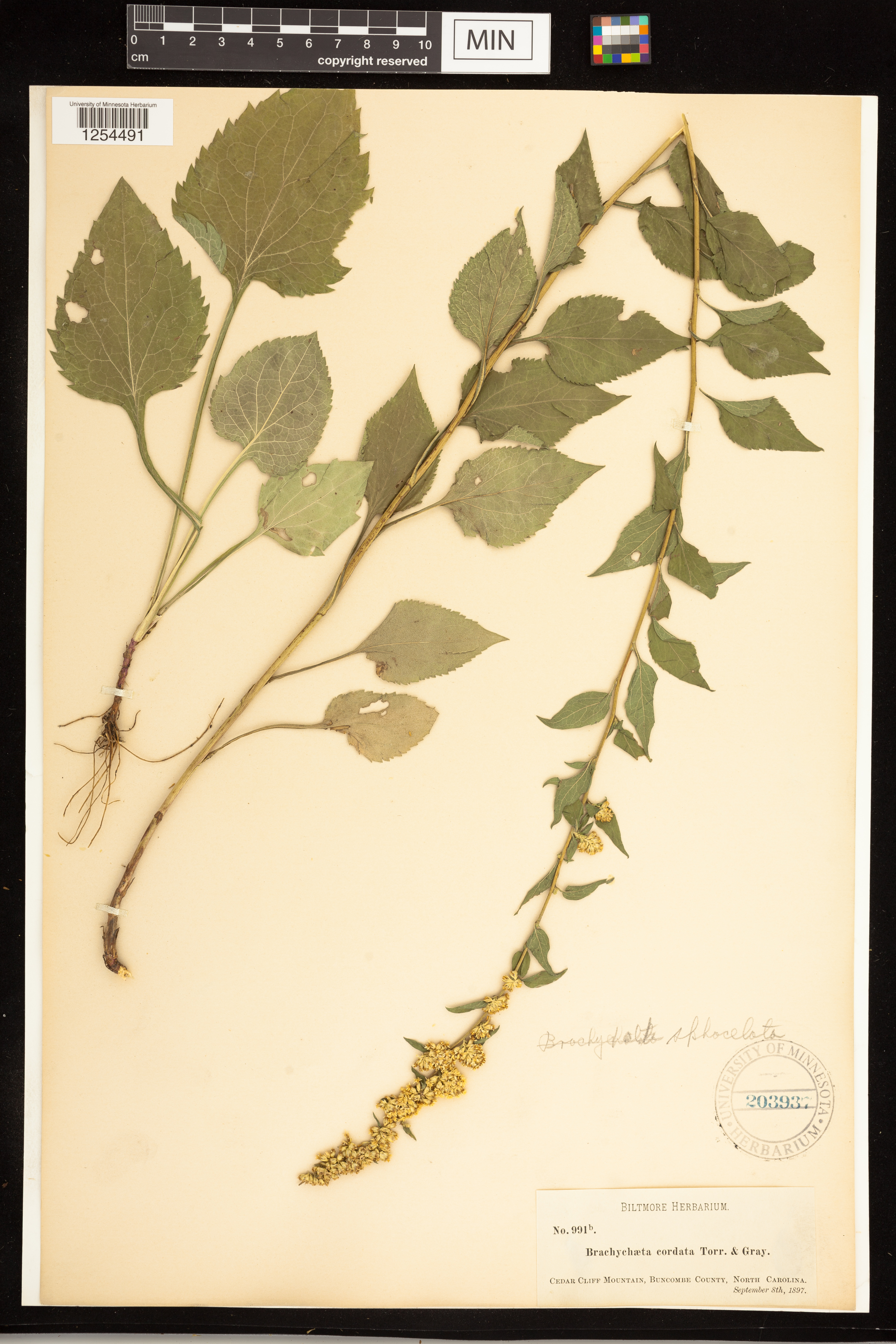 Solidago sphacelata image