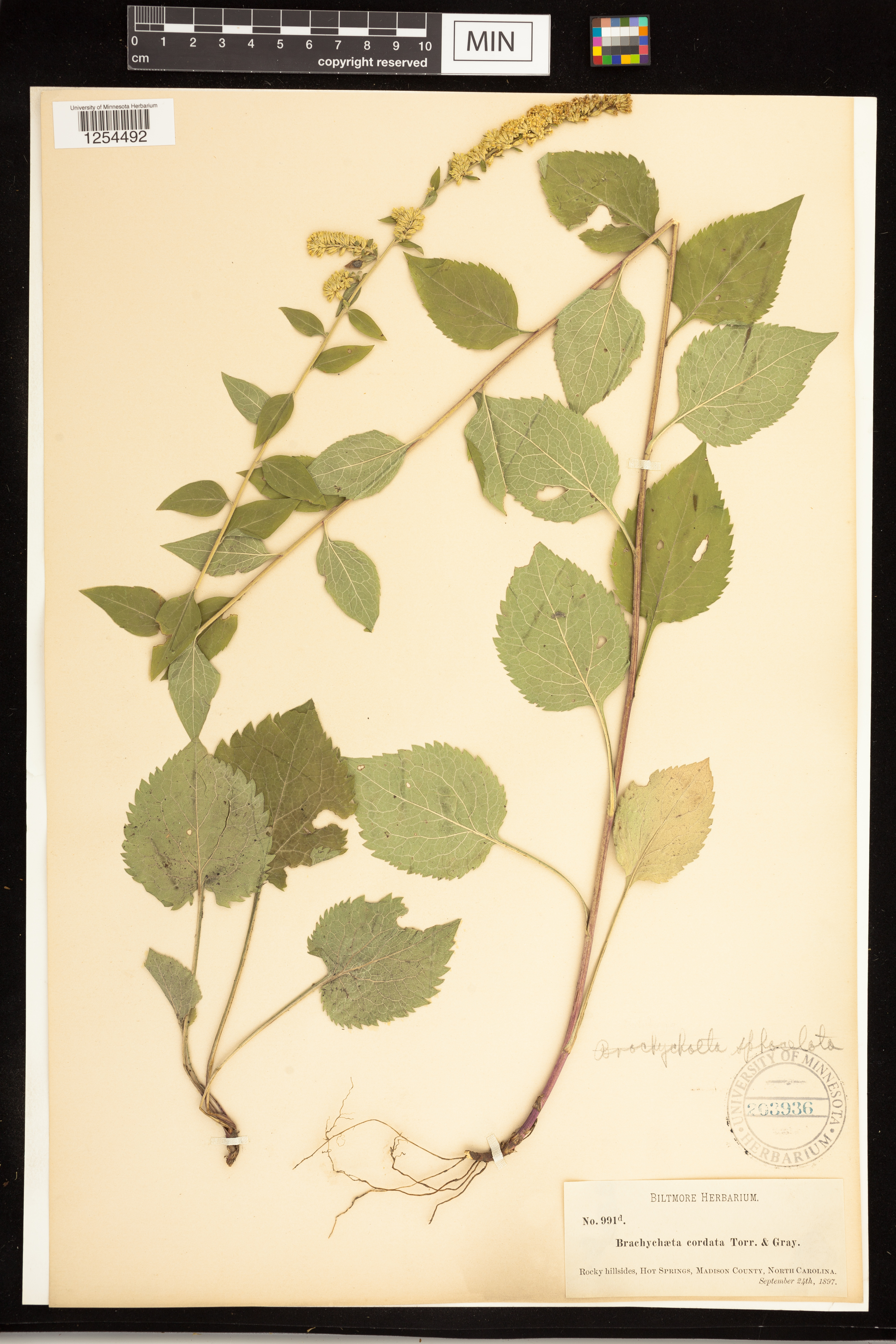 Solidago sphacelata image