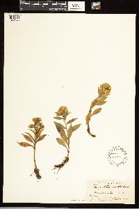 Solidago spithamaea image