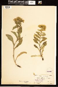 Solidago spithamaea image